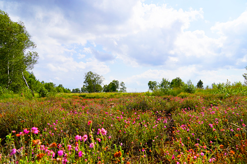 A beautiful shot of flowers, green trees and plants in Diepholzer Moor nature reserve near Diepholz