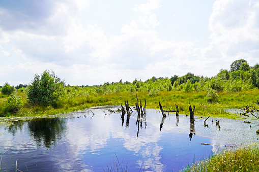A beautiful shot of a bog in Diepholzer Moor nature reserve near Diepholz