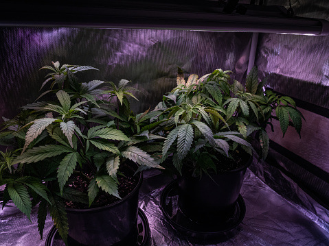 Two small cannabis plants growing in a grow tent under a professional light