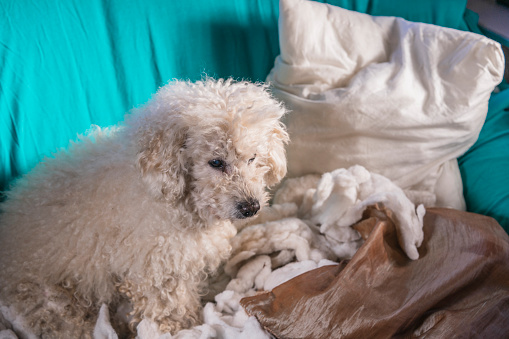 A white poodle sitting on the remains of a pillow