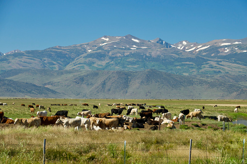 Grazing cattle in green pasture with snow capped mountains in the background