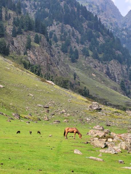 istock Tarsar Marsar Lake Trek in Kashmir 1440976951