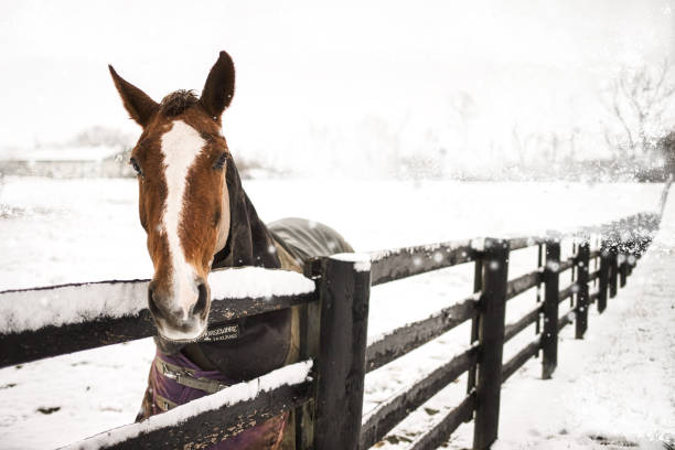 braunes pferd mit weißem streifen-muttermal auf einem verschneiten bauernhof - horse brown animal farm stock-fotos und bilder