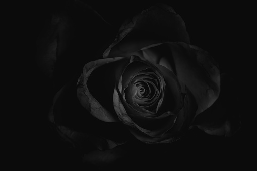A closeup grayscale shot of a rose placed on the floor in the dark