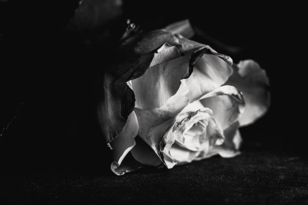 istock Grayscale closeup shot of a white rose placed on a black surface 1440976975