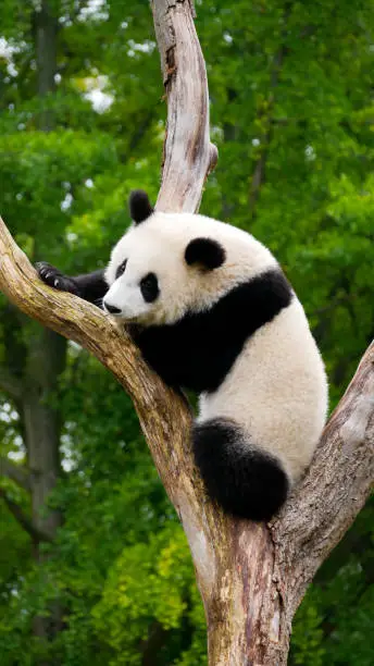 Photo of Young giant panda on a tree