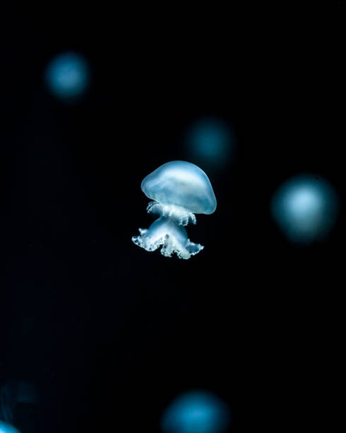 istock Selective focus shot of a jellyfish underwater 1440977678