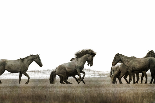 A beautiful view of wild Shackleford mustangs running in wide farm rural ground with a light sky