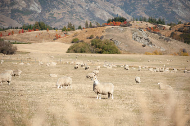 istock Sheep farm in new zealand 1440977836
