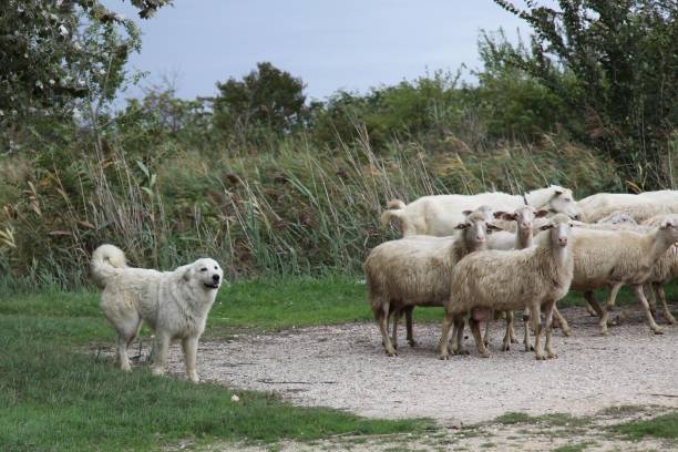 istock Fluffy shepherd's dog guarding his sheep 1440977870