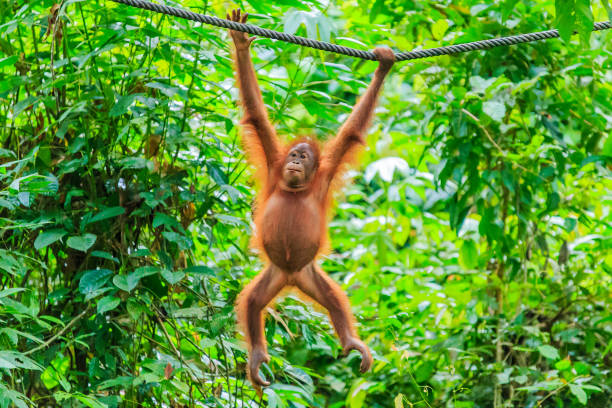 orangutan atau pongo pygmaeus - kalimantan potret stok, foto, & gambar bebas royalti