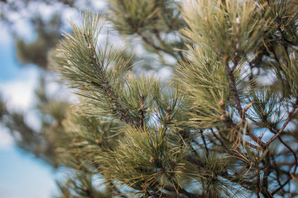 Closeup shot of a shortleaf pine on the blurry background