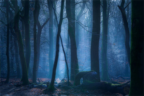 istock Gloomy mysterious foggy blue forest 1440978140
