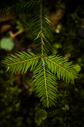 A vertical closeup shot of the Abies balsamea plant branch on the blurry background