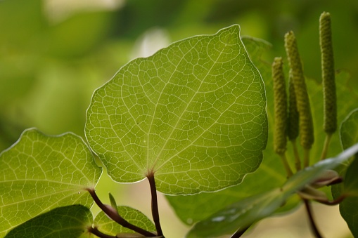 Closeup shot of green leaves on the kawa kawa plant in New Zealand