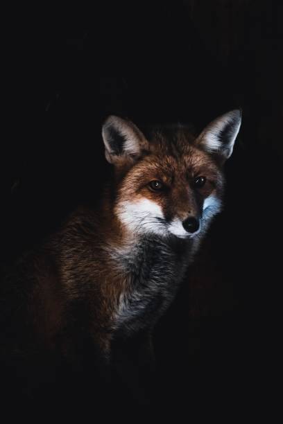 istock Closeup of a red fox in the jungle 1440978242