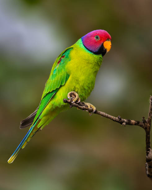istock Portrait of a Plum parakeet while sitting on a tree 1440978395