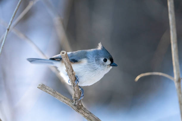 istock Closeup of the tufted titmouse, Baeolophus bicolor. 1440978401