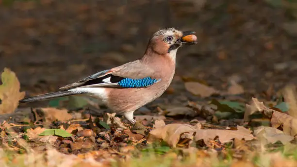 A close-up of a Eurasian jay perched on the ground with dry fallen leaves eating acorn