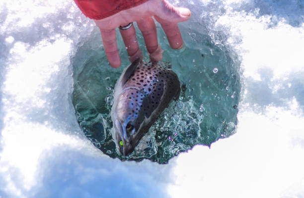 прикосновение руки к крупной рыбе, пойманной на подледной рыбалке на озере - ice fishing стоковые фото и изображения