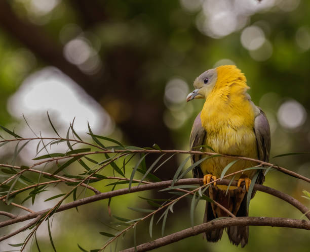 istock Yellow footed green pigeon resting on a tree in garden 1440978792