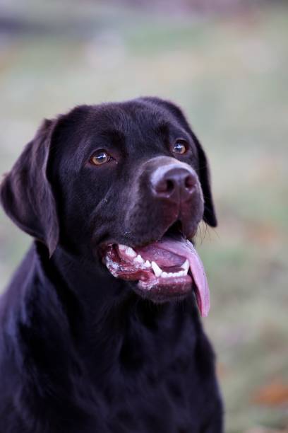 istock Adorable labrador retriever on a blurred background 1440979078