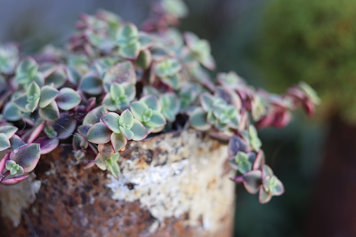 A closeup shot of Crassula Pellucida succulent plant growing in the large pot in the garden