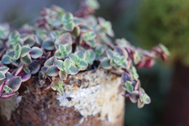 Closeup shot of Crassula Pellucida succulent plant growing in the large pot in the garden A closeup shot of Crassula Pellucida succulent plant growing in the large pot in the garden crassula stock pictures, royalty-free photos & images