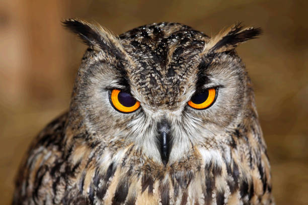 istock Closeup shot of an Eurasian owl eagle very 1440979232