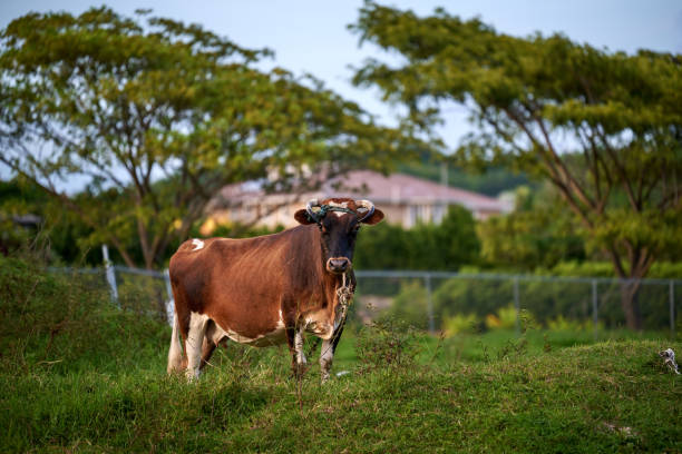 A shorthorn cow in a rural meadow