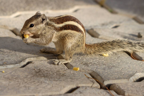 istock Closeup of a cute Siberian chipmunk (Eutamias sibiricus) gnawing a corn seed 1440979406