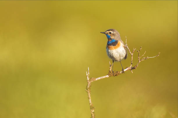 istock Selective focus of a Bluethroat bird perching on a plant 1440979414