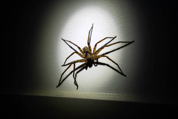 Macro closeup of a house spider on a white fluffy rug