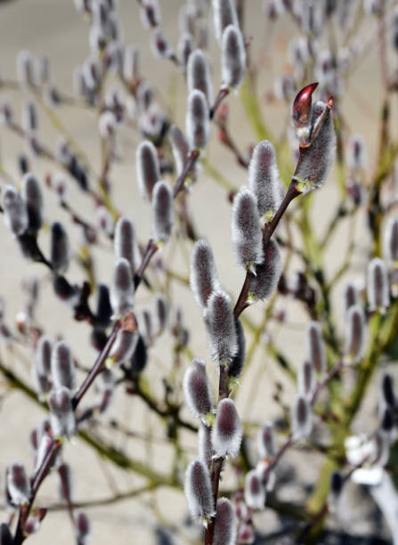 istock Selective focus of a Japanese Pussy Willow (Salix chaenomeloides) 1440979568