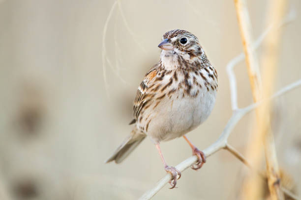 istock Vesper Sparrow on a thin branch with blurred light brown on the background 1440979610