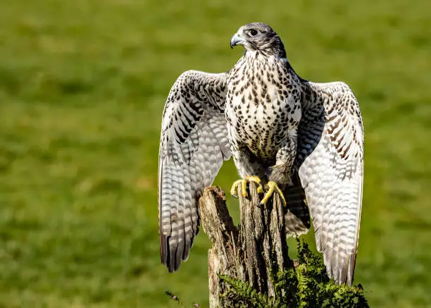 A black gyrfalcon perched on an old tree stump with a green background