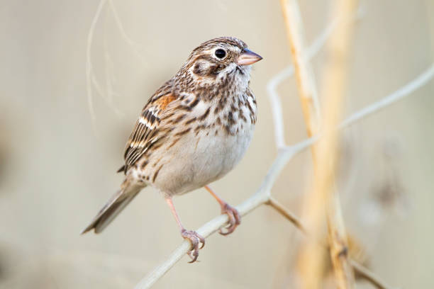 Vesper Sparrow with a small beak on a thin branch with blurred light brown on the background