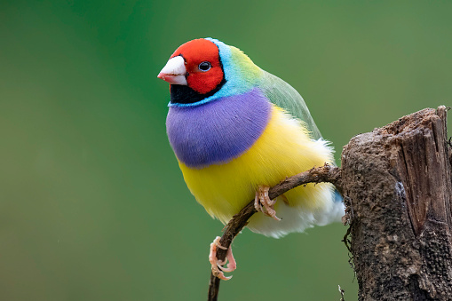 A closeup of a colorful Gouldian finch (Chloebia gouldiae) standing on the narrow branch