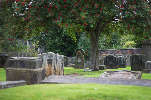 Shot of a beautiful very old and green cementary in scotland. Overgrown graves and a very nice tree with red fruits