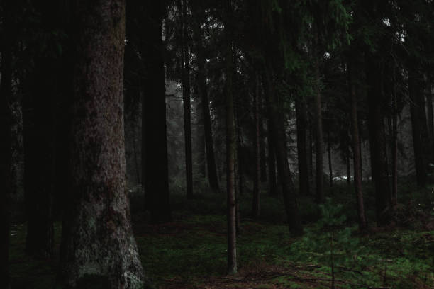 istock Shot of the long trees in a big forest 1440979793