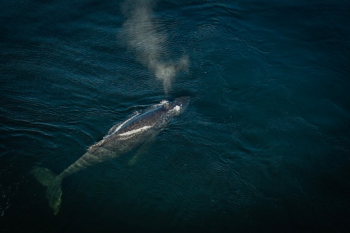 An aerial shot of a humpback whale swimming above the surface in the cold water of the ocean