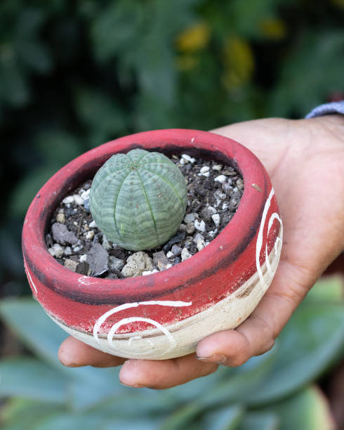Vertical closeup of Euphorbia obesa. Sometimes referred to as the baseball plant. A vertical closeup of Euphorbia obesa. Sometimes referred to as the baseball plant. euphorbia obesa stock pictures, royalty-free photos & images