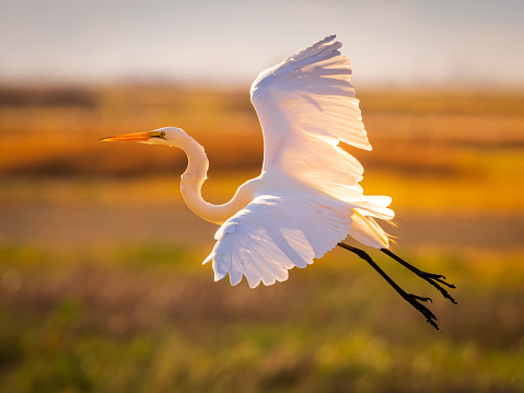 A selective focus of a Great Egret flying against a blurred sunset background