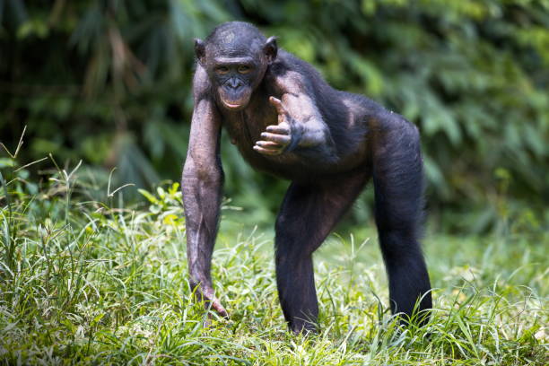 bonobo-schimpanse in der wildnis der demokratischen republik kongo - schimpansen gattung stock-fotos und bilder