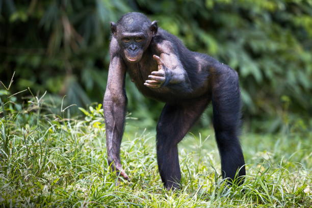 Bonobo chimpanzee in the wilderness in Democratic Republic of the Congo A bonobo chimpanzee in the wilderness in Democratic Republic of the Congo chimpanzee photos stock pictures, royalty-free photos & images