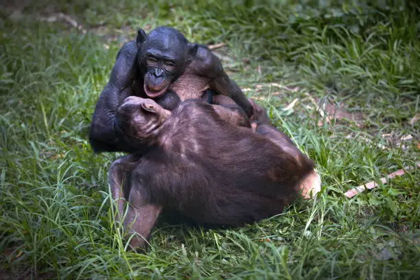 A pair of bonobo monkeys embracing in the Democratic Republic of the Congo