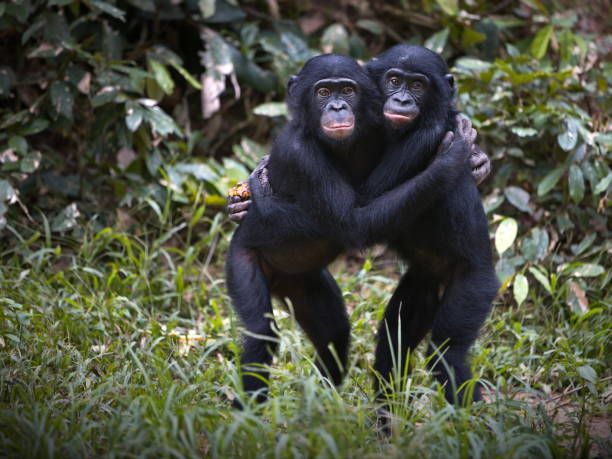 chimpancés bonobo abrazados en el desierto de la república democrática del congo - chimpancé fotografías e imágenes de stock