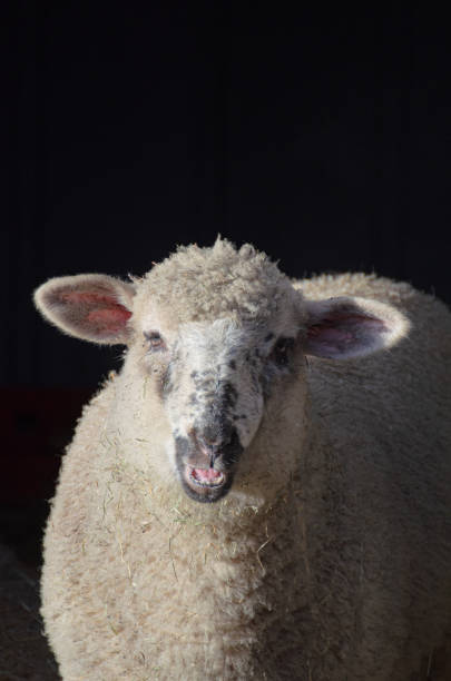 istock Vertical shot of an adorable sheep on a black background 1440980983