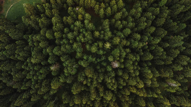 istock Aerial view of a mountain with forest 1440980991