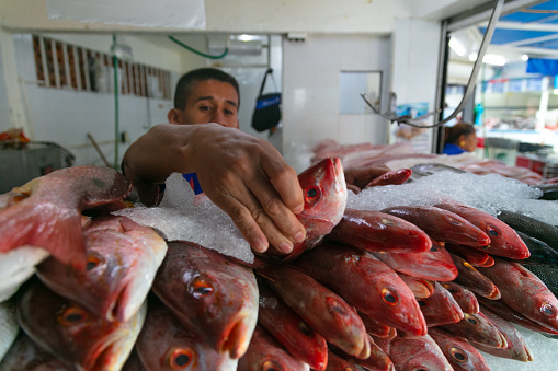 puerto vallarta, Mexico – September 21, 2018: A photo of fresh red snapper fish at fish market, Puerto Vallarta, Mexico